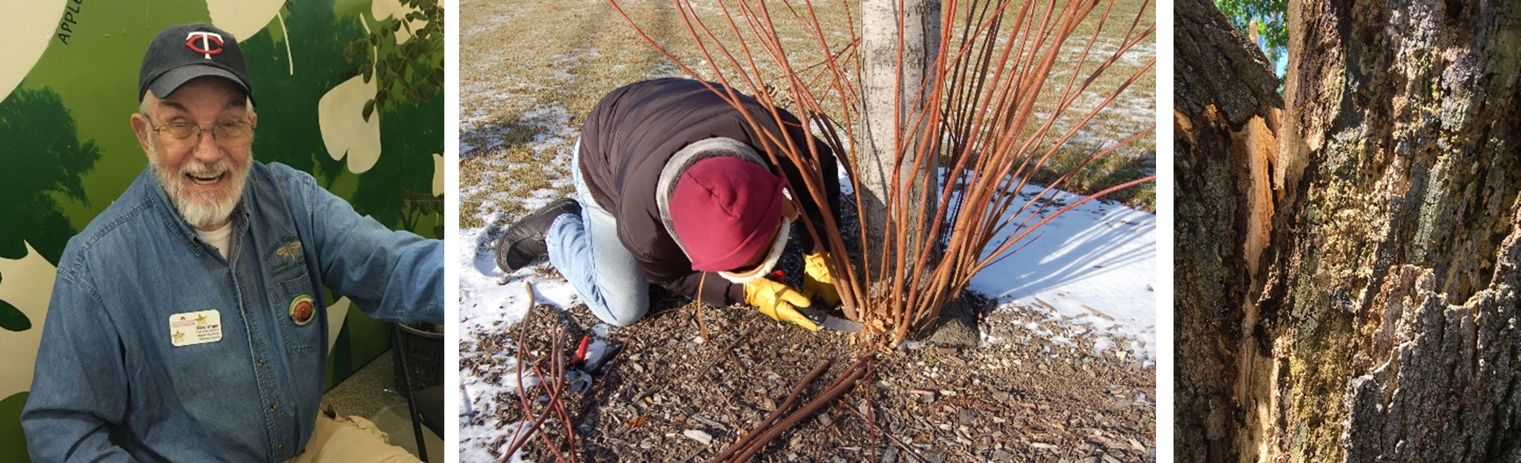 Become a Tree Care Advisor | Minnesota Tree Care Advocate